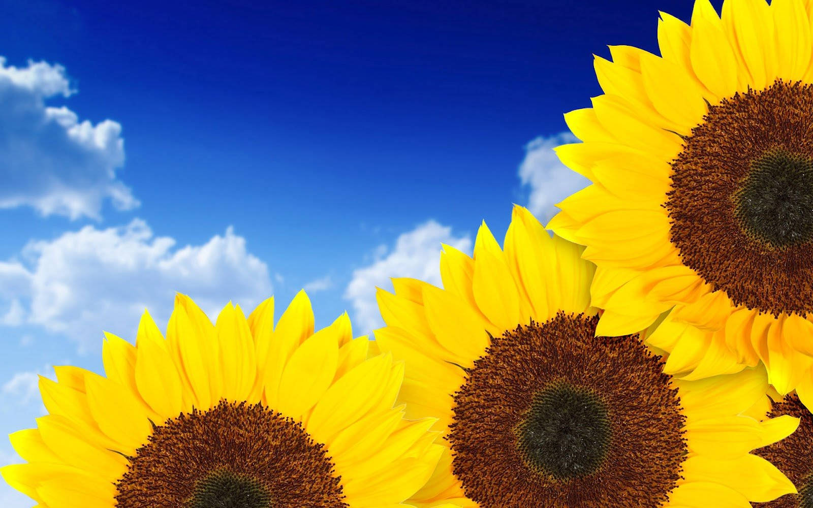 Sunflower Desktop On Sky Background Background