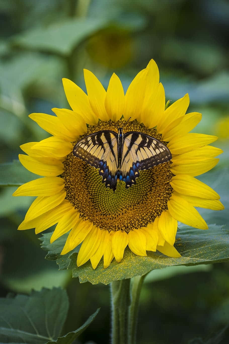 Sunflower_ Embrace_ Butterfly Background