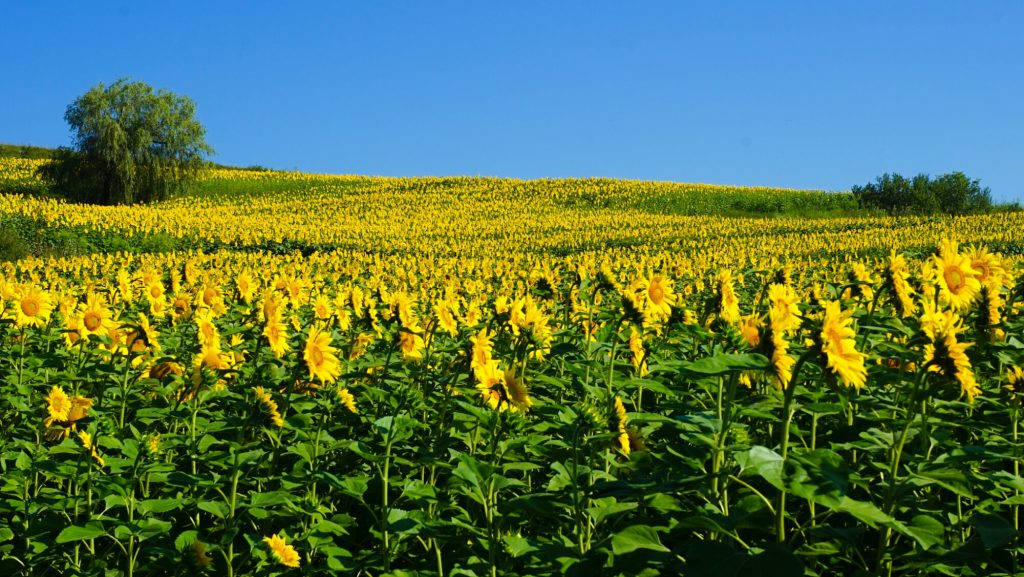 Sunflower Farm In Romania Background