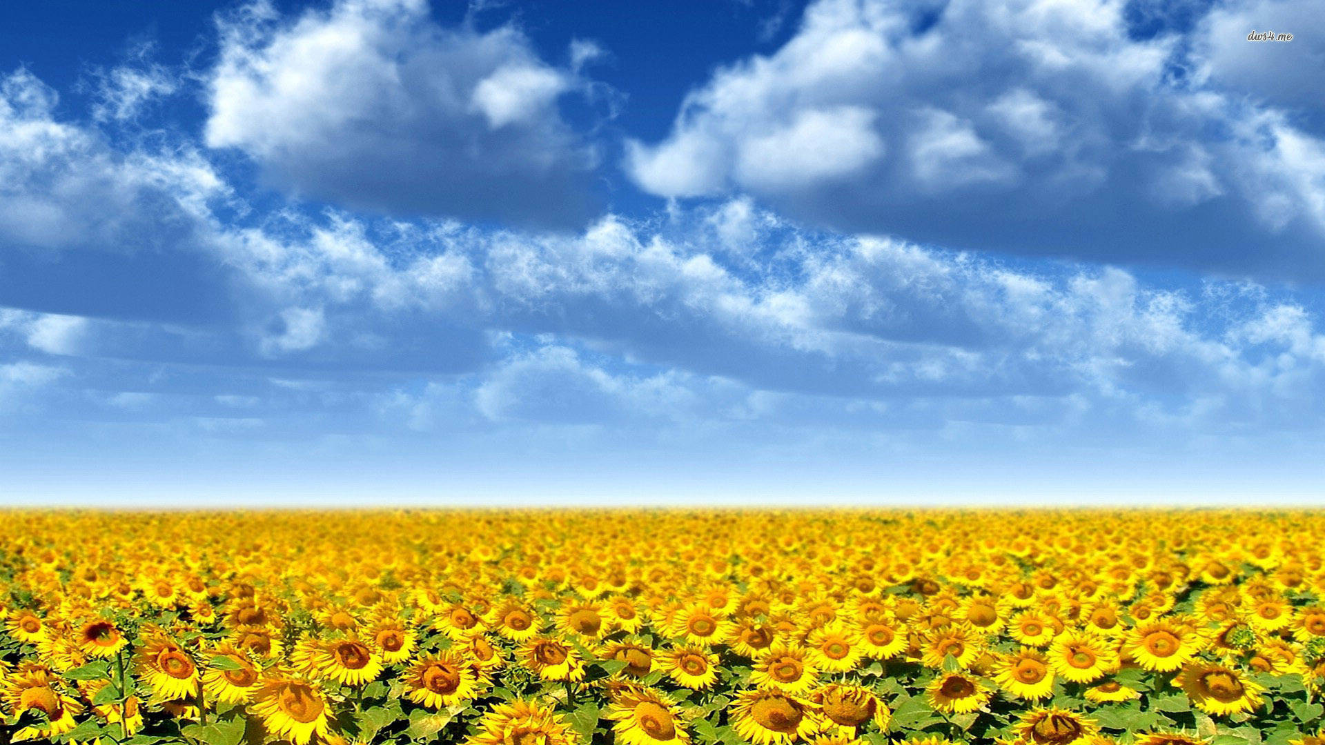 Sunflower Field Altocumulus