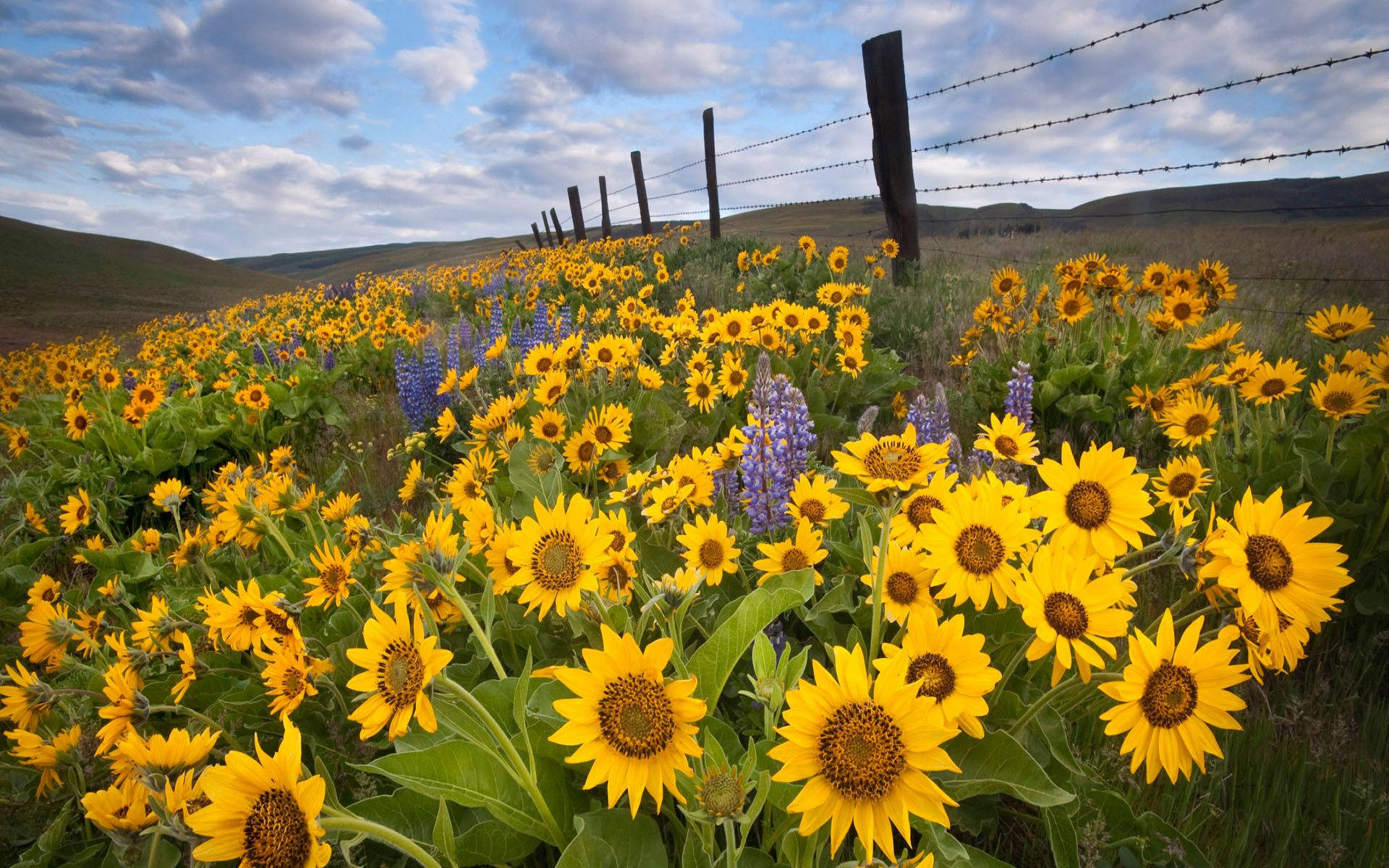 Sunflower Field And Lavender Background