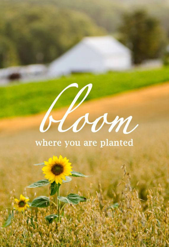 Sunflower Field Bloom Background