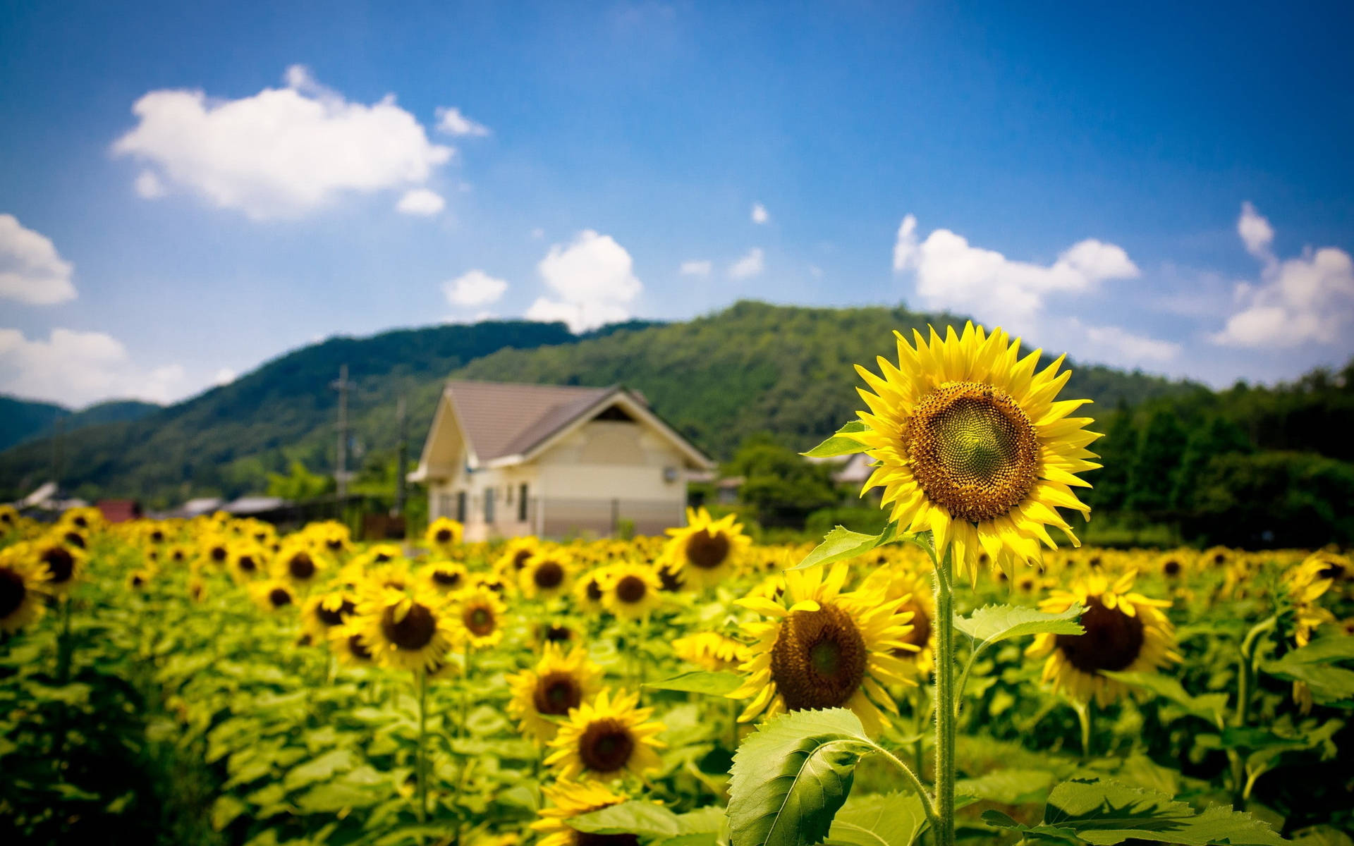 Sunflower Field Bokeh House