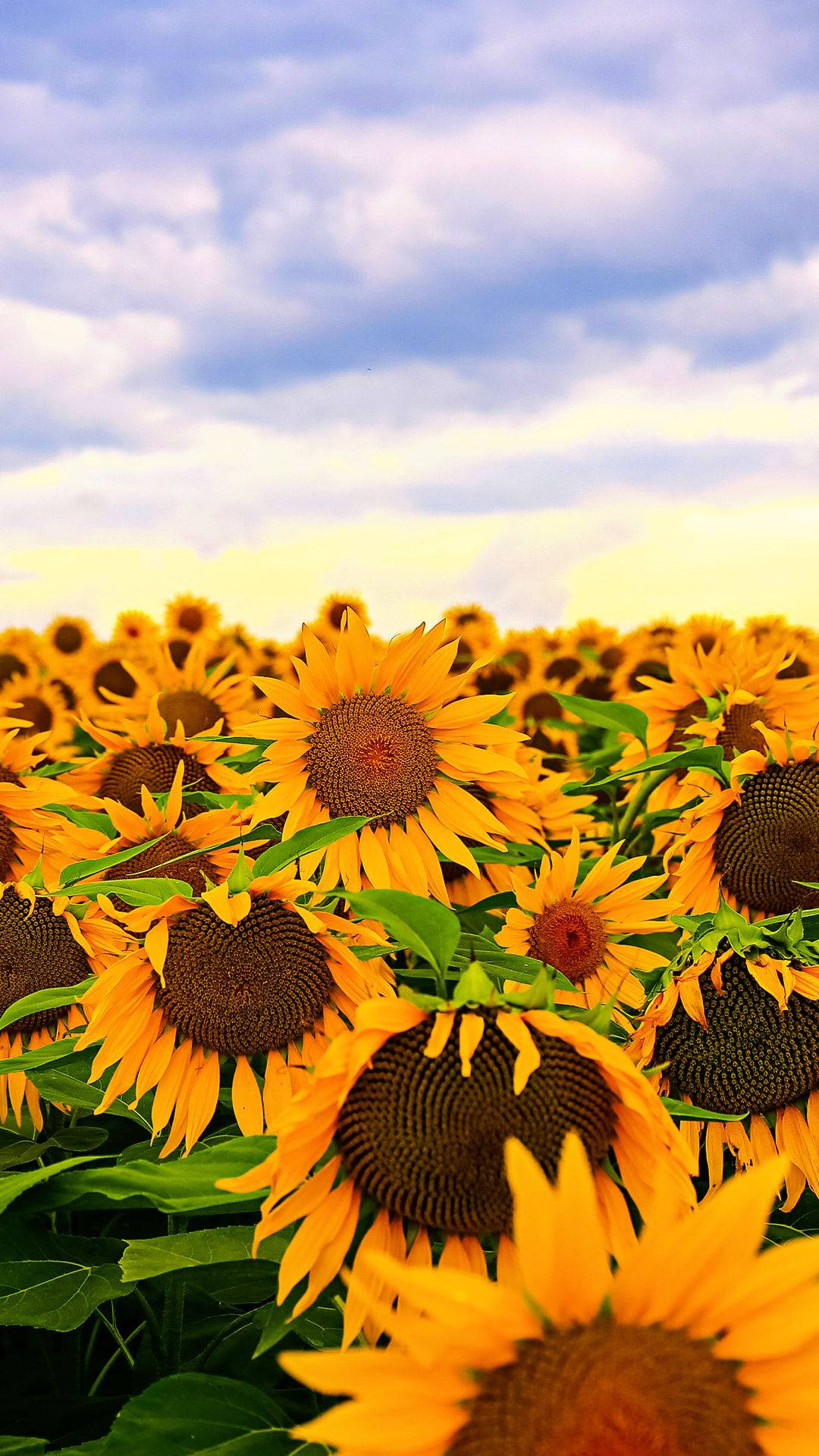 Sunflower Field Bright Skies Background