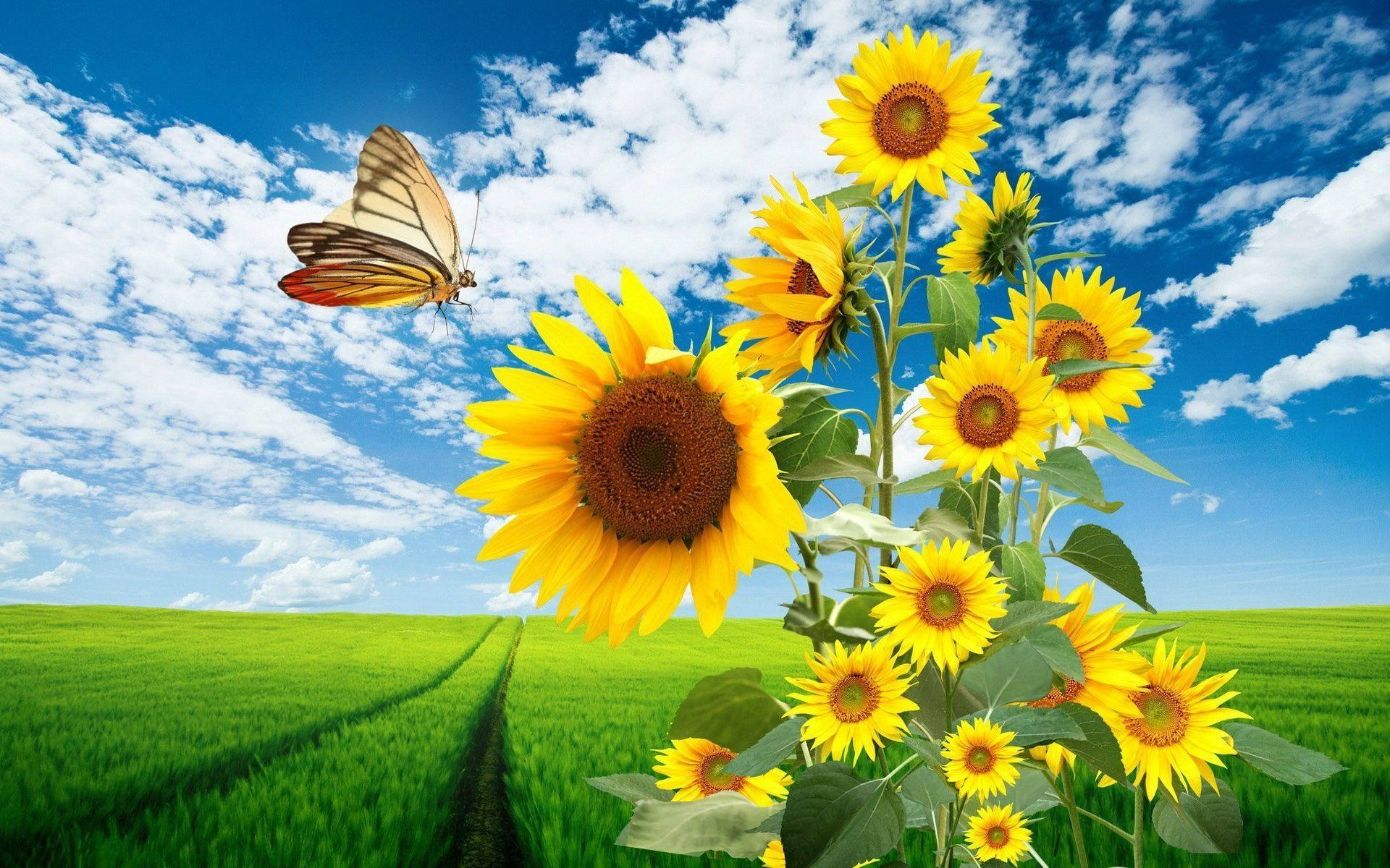 Sunflower Field Butterfly Background