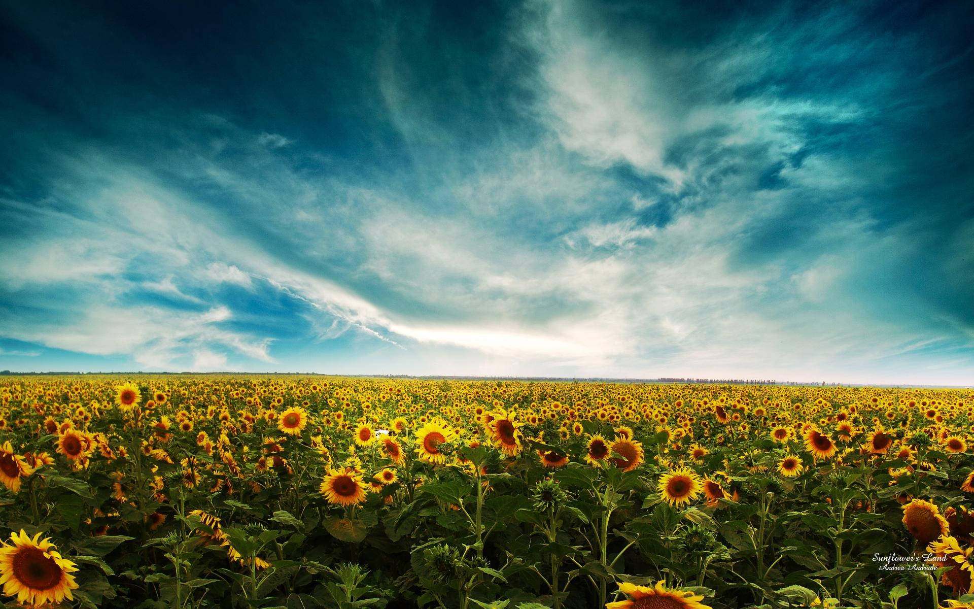 Sunflower Field Cirrostratus Cloud