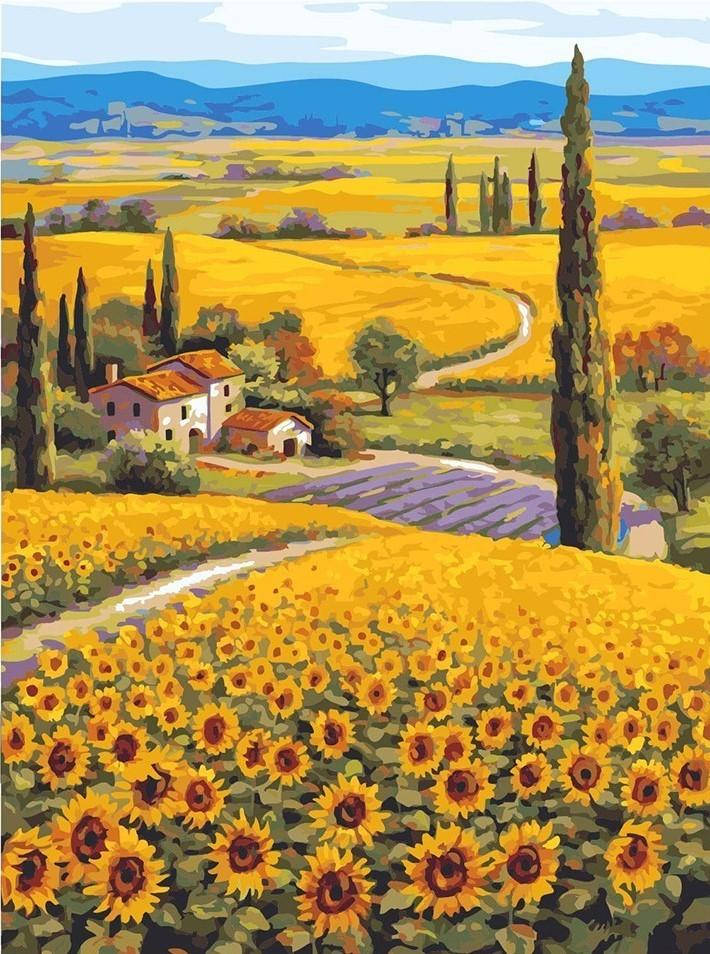 Sunflower Field Countryside Graphic Background