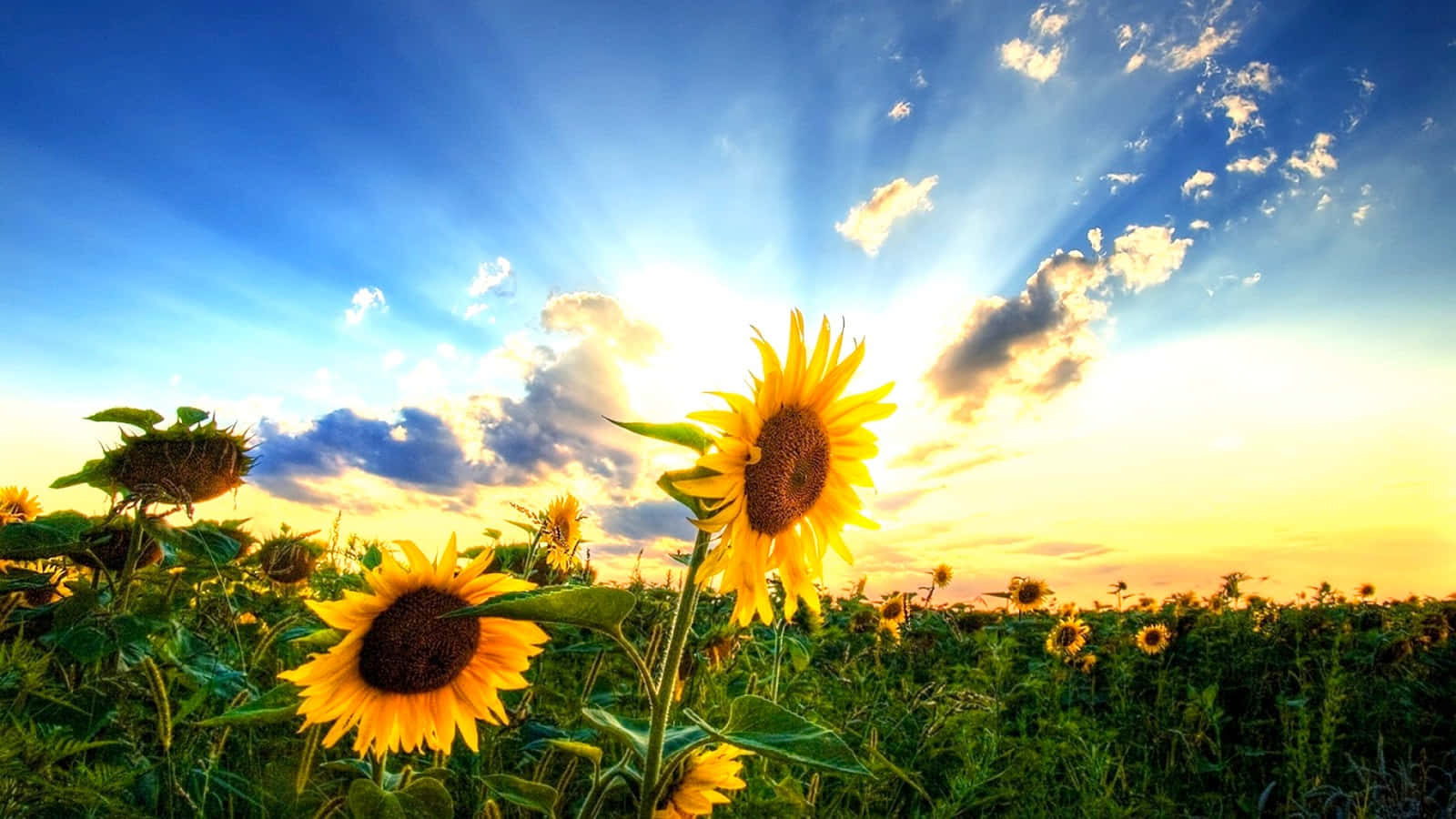 Sunflower Field Cute Country Background