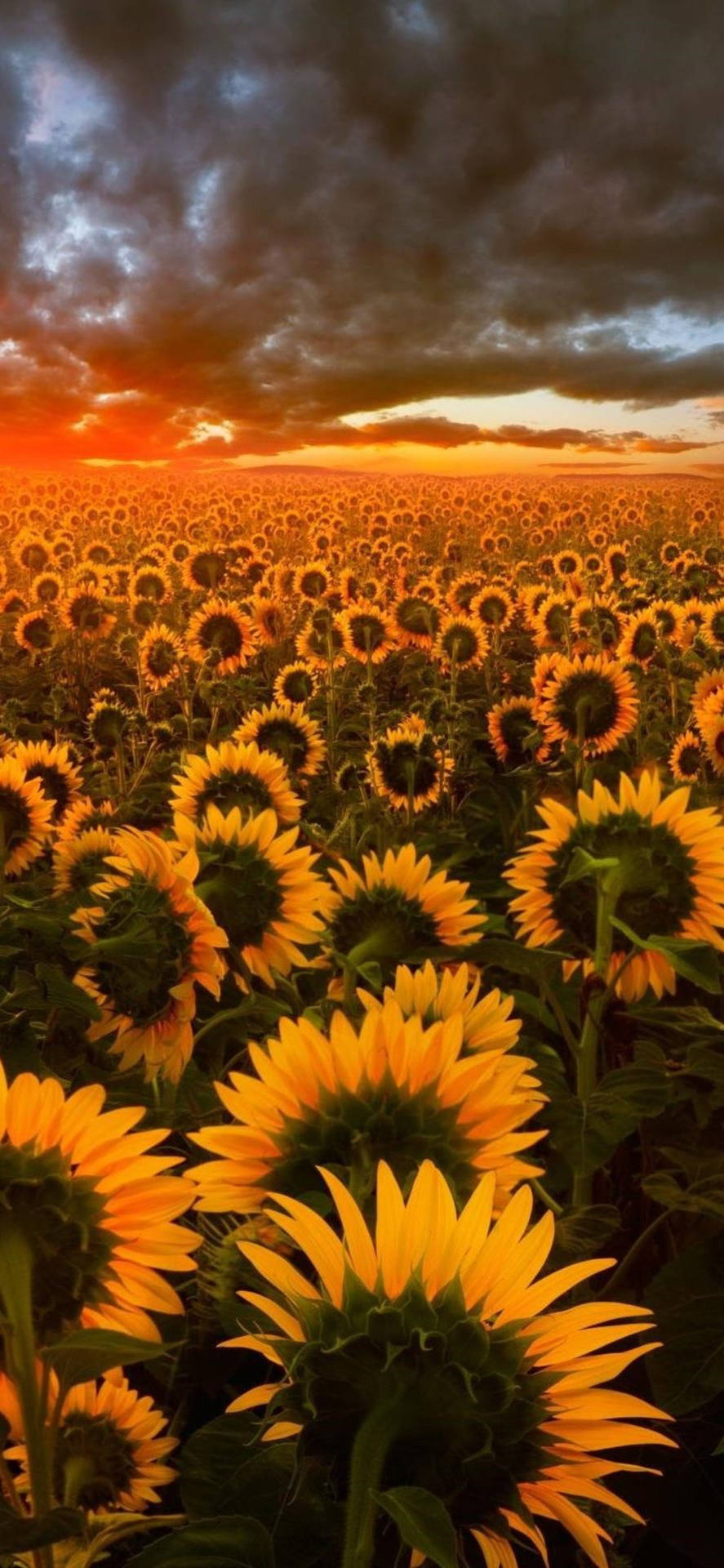 Sunflower Field Dark Sunset