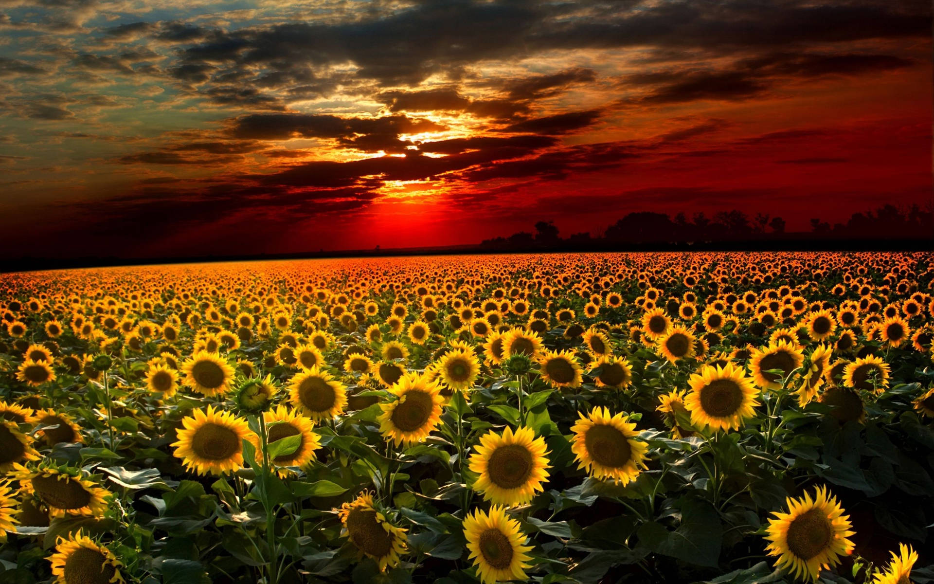 Sunflower Field Fiery Sunset