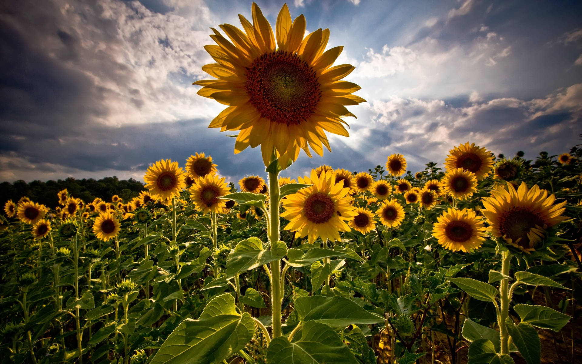 Sunflower Field Halo Effect Background