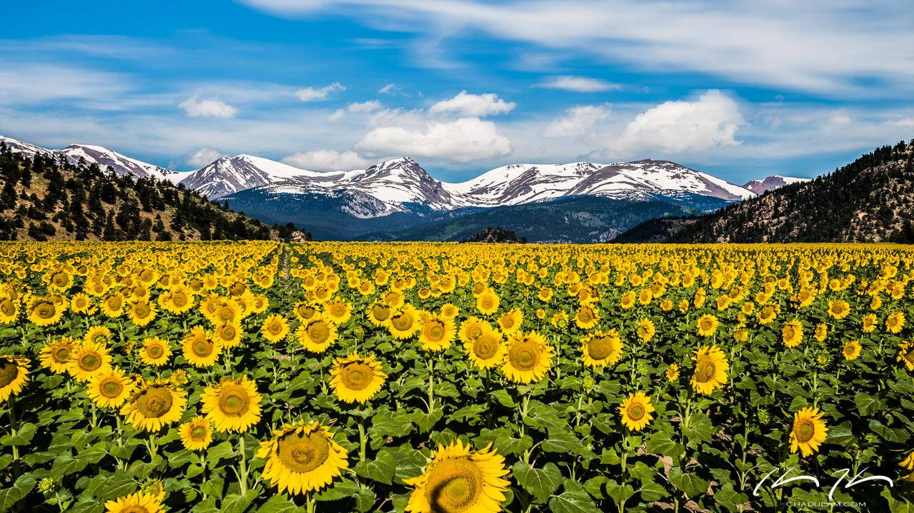 Sunflower Field In Denver Background