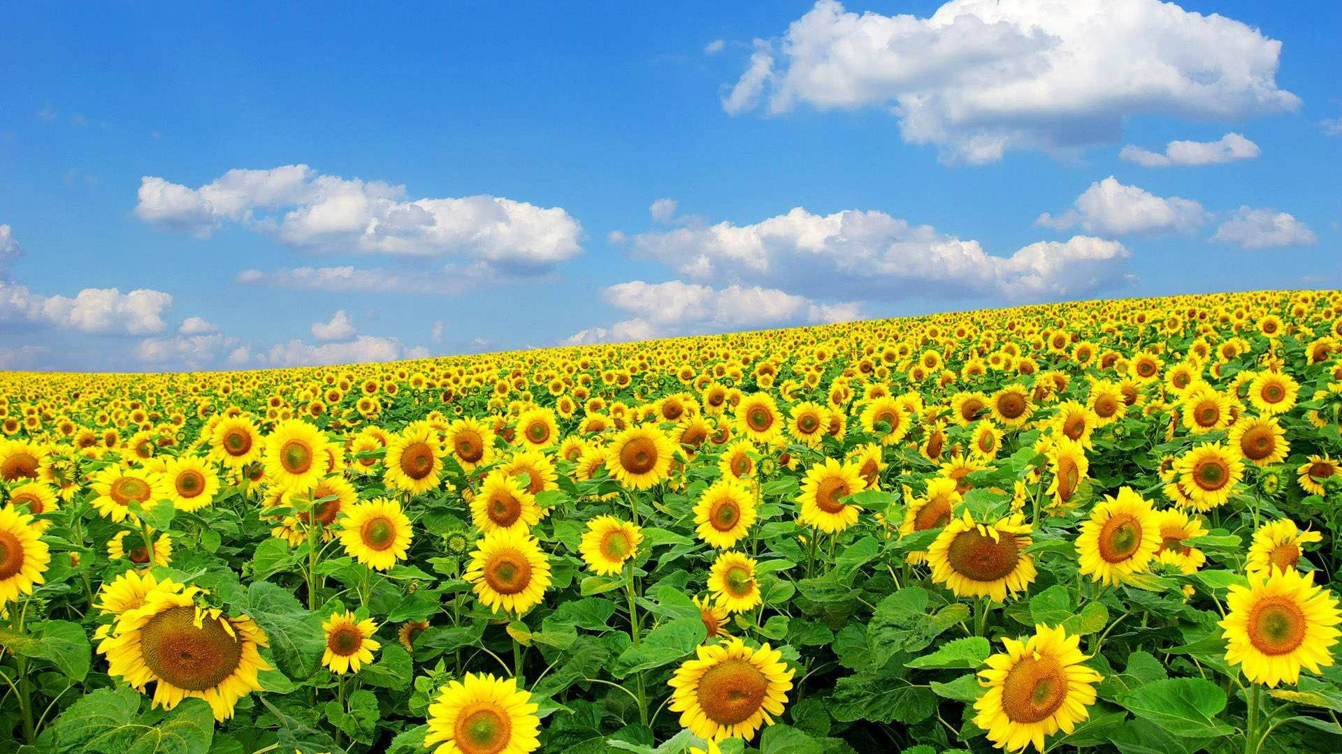 Sunflower Field In Spring Season Background