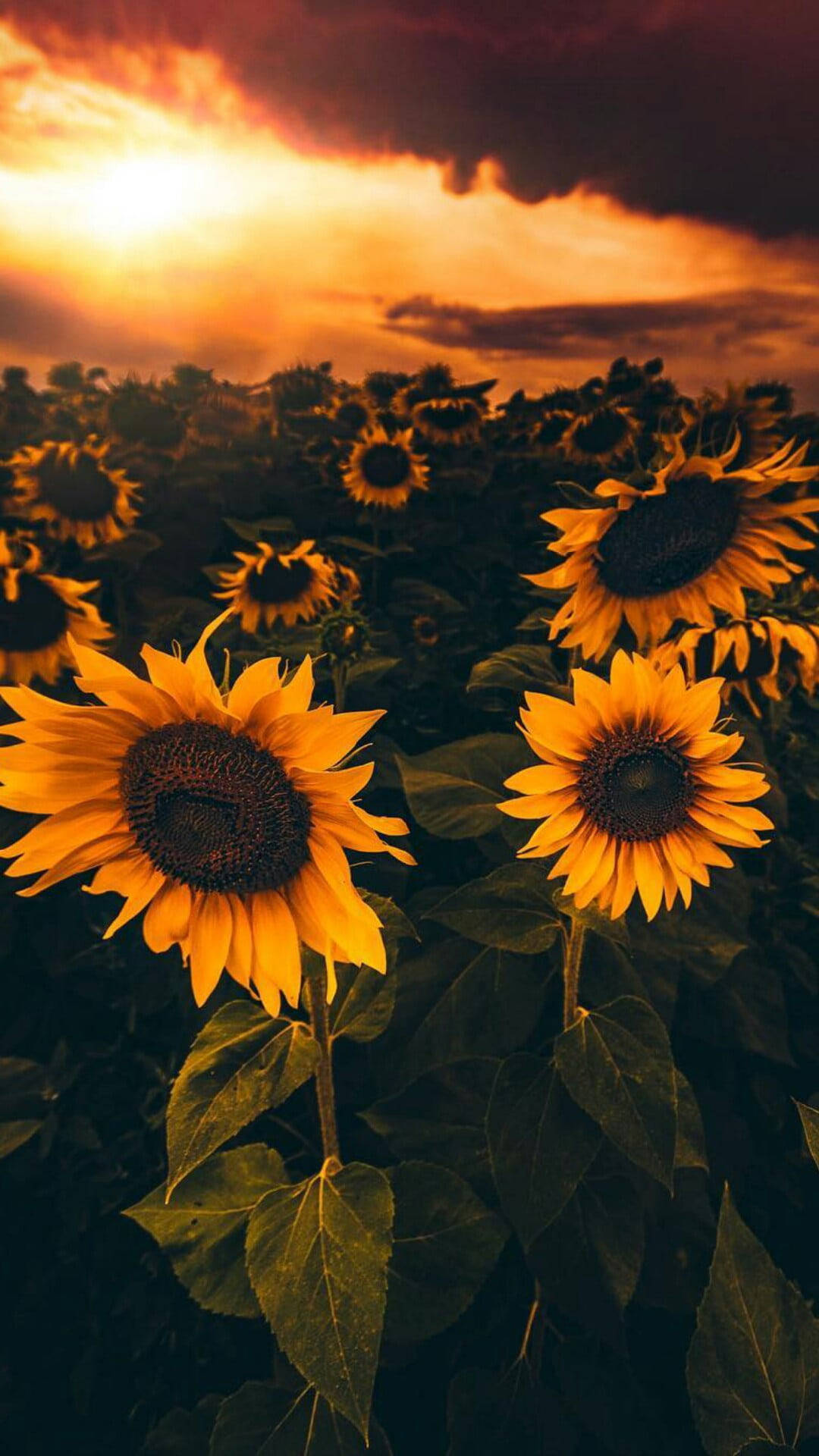 Sunflower Field Iphone X Nature Background