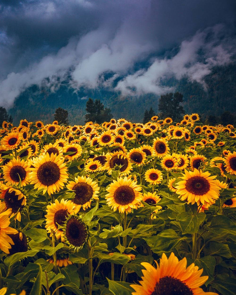 Sunflower Field Mountain Fog Background