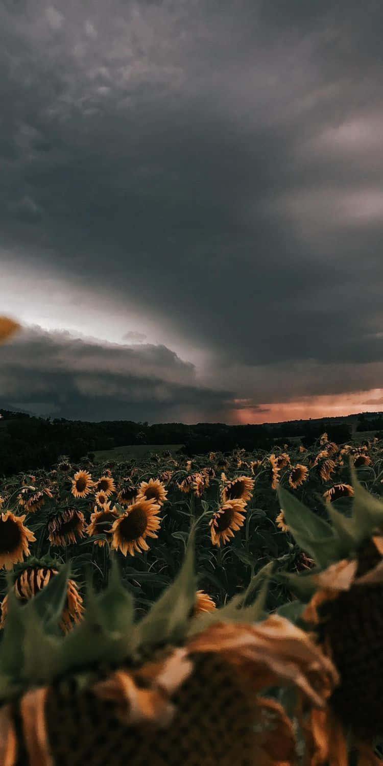 Sunflower Field Nature Aesthetic Phone