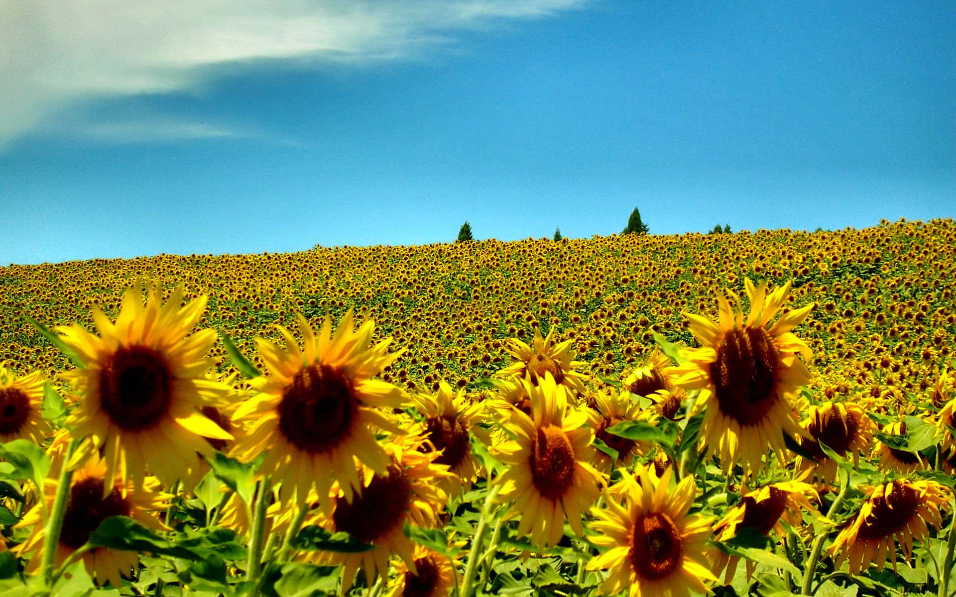 Sunflower Field New England Summer Background