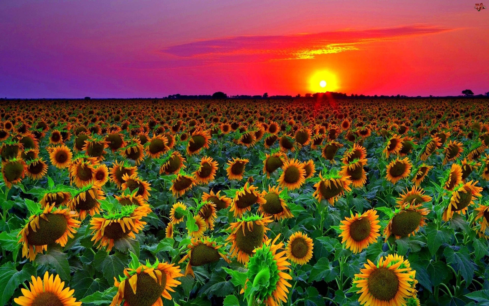 Sunflower Field Purple Sky Background