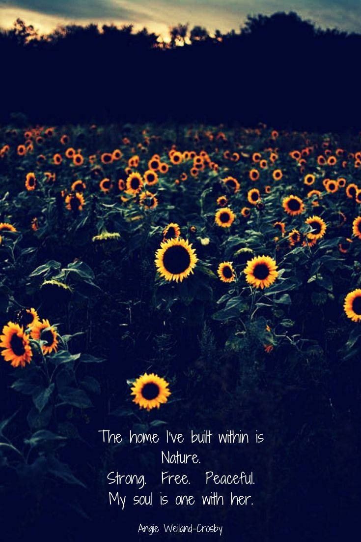 Sunflower Field Quote Nature Background