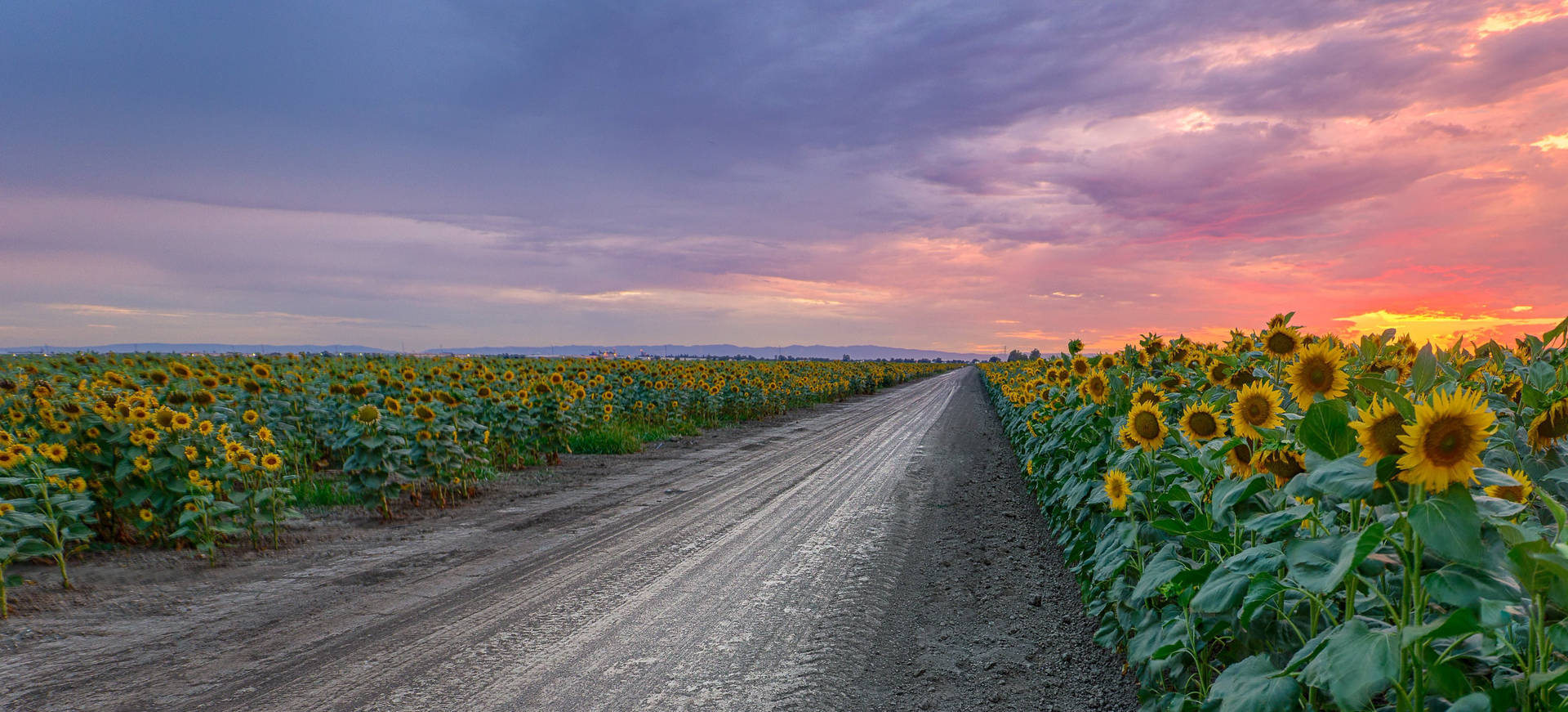 Sunflower Field Roadside Background