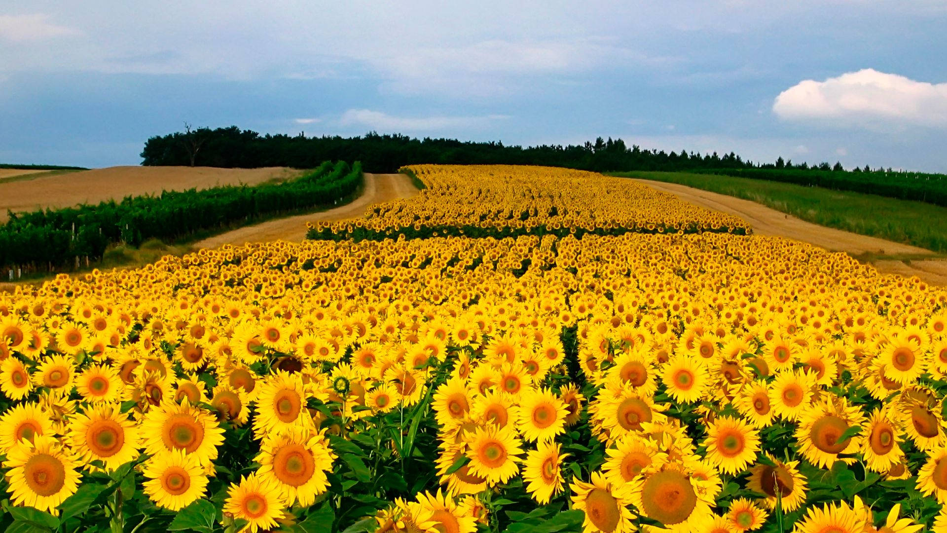 Sunflower Field Rows