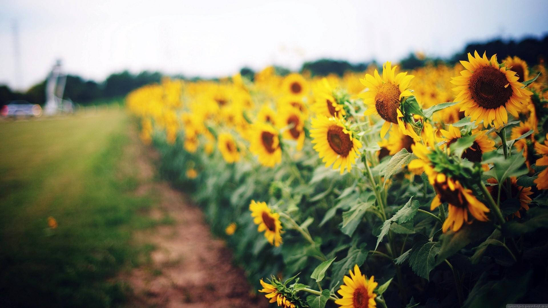 Sunflower Field Side Shot