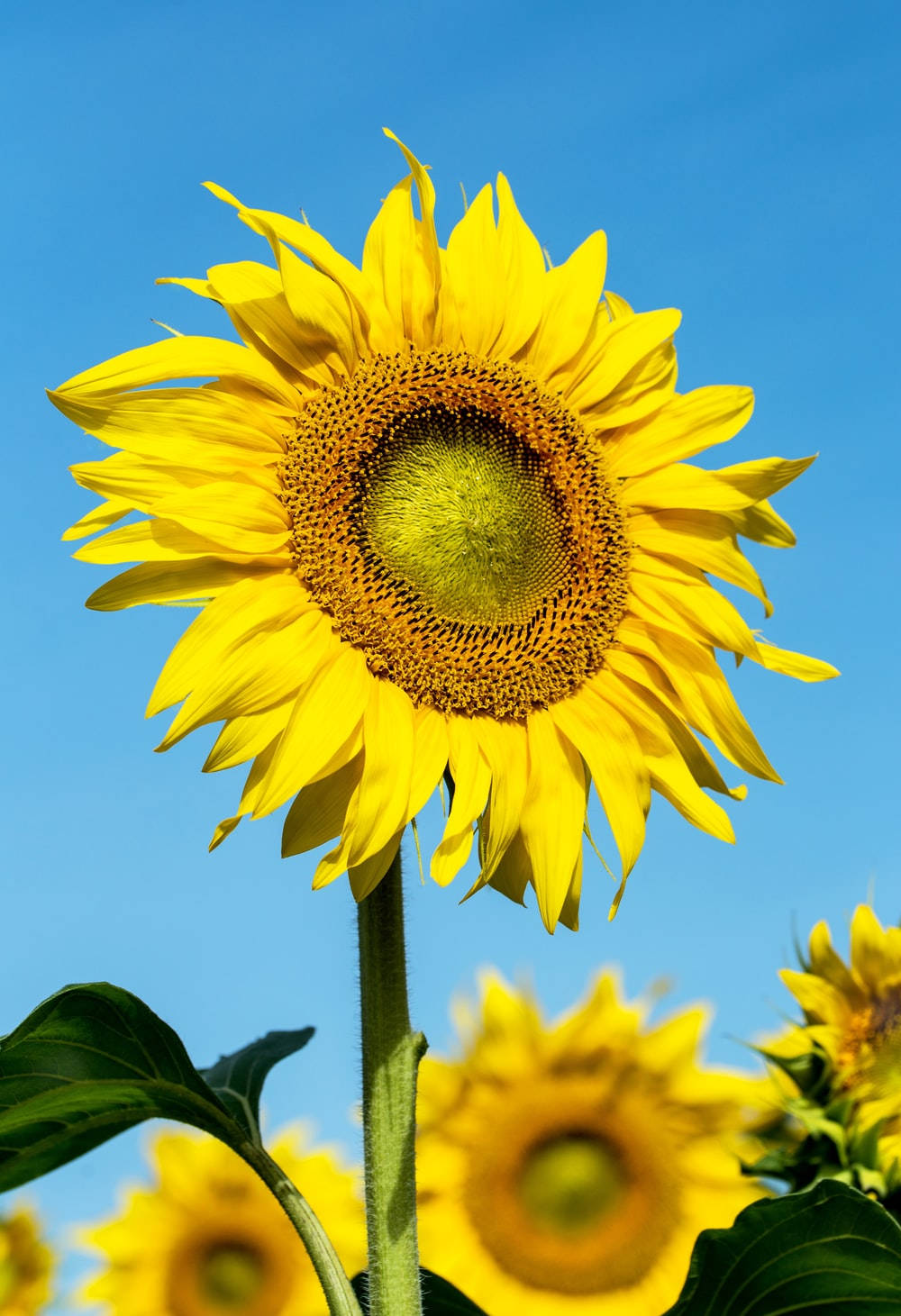 Sunflower Field Single Flower