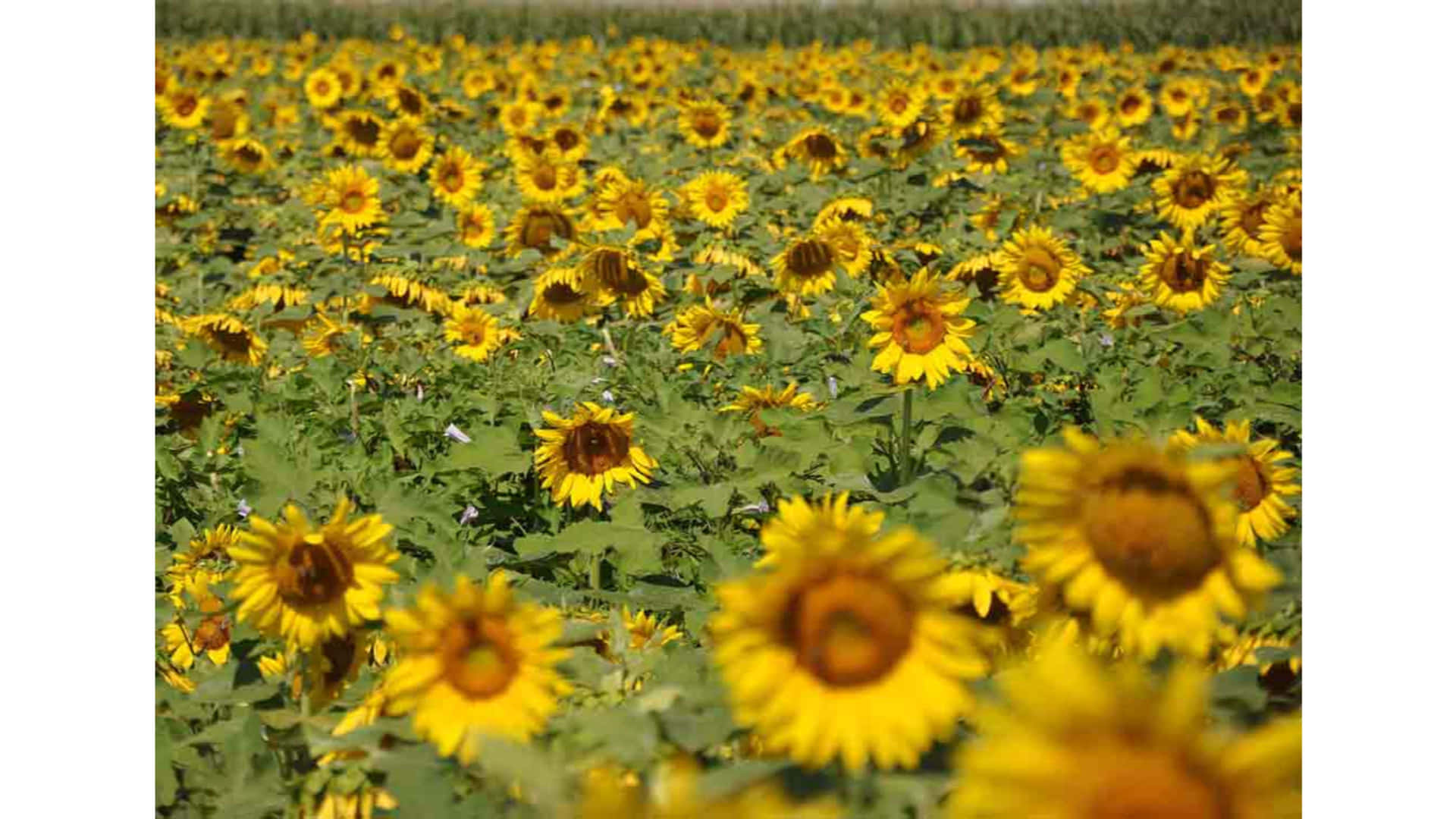 Sunflower_ Field_ Summer_ Glow_4 K_ Ultra_ Wide.jpg Background