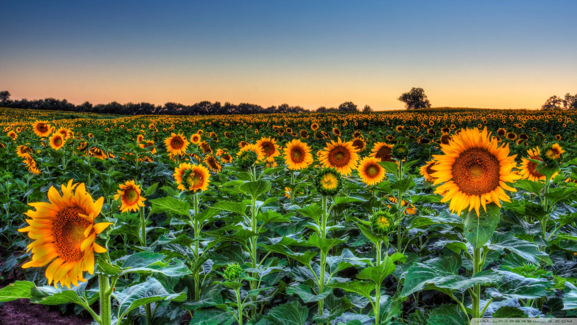 Sunflower Field Sunset Horizon