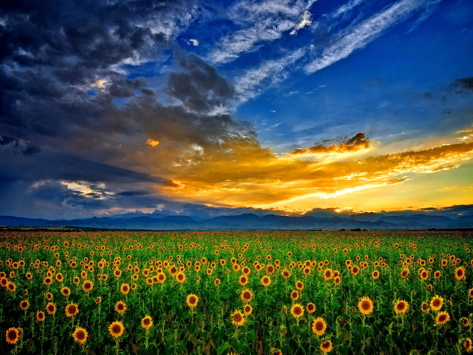 Sunflower Field Sunset Sky