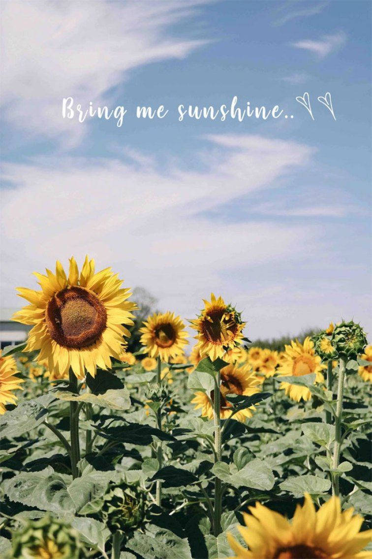 Sunflower Field Sunshine Quote Background