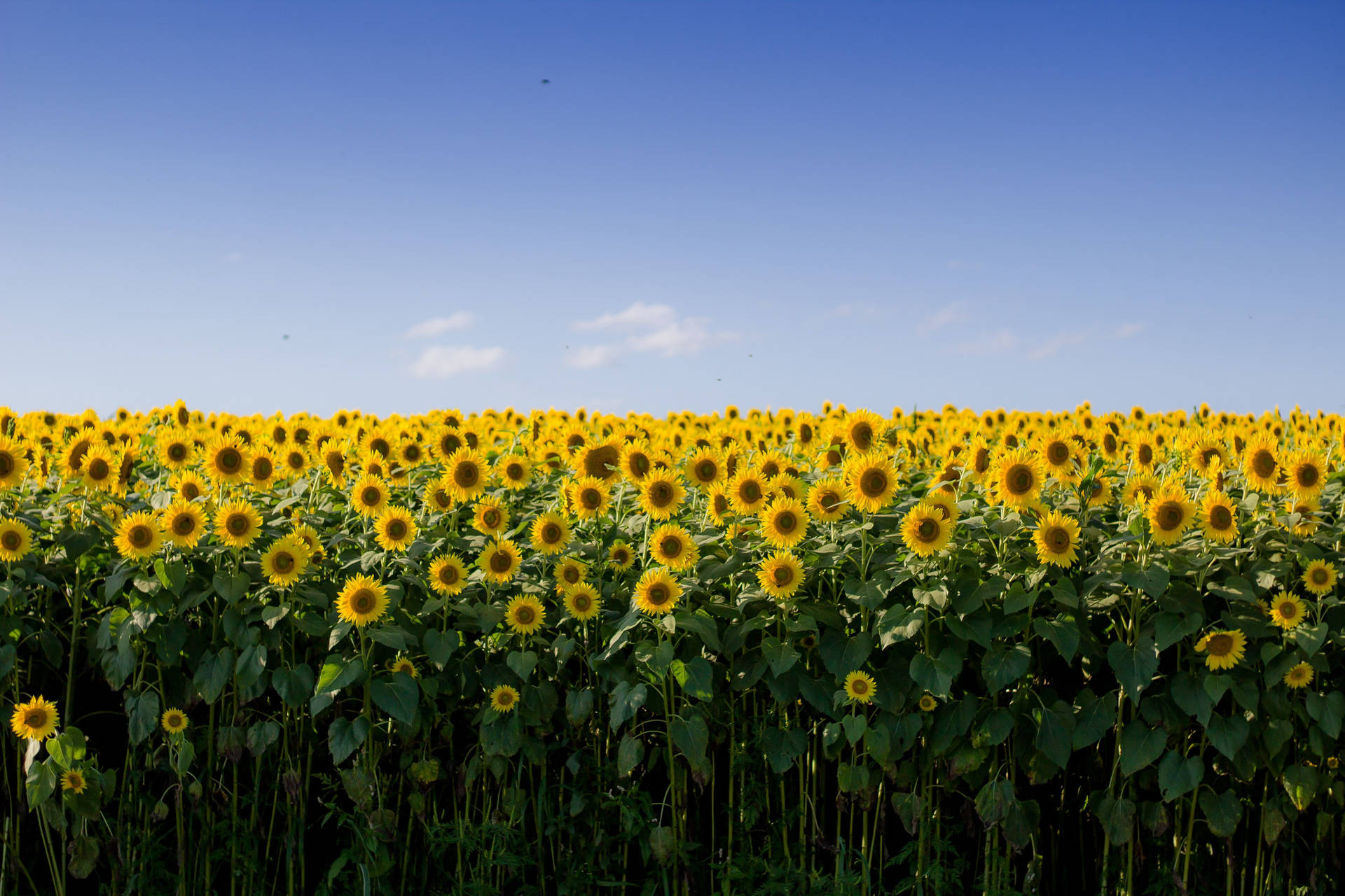 Sunflower Field Tall Stalks