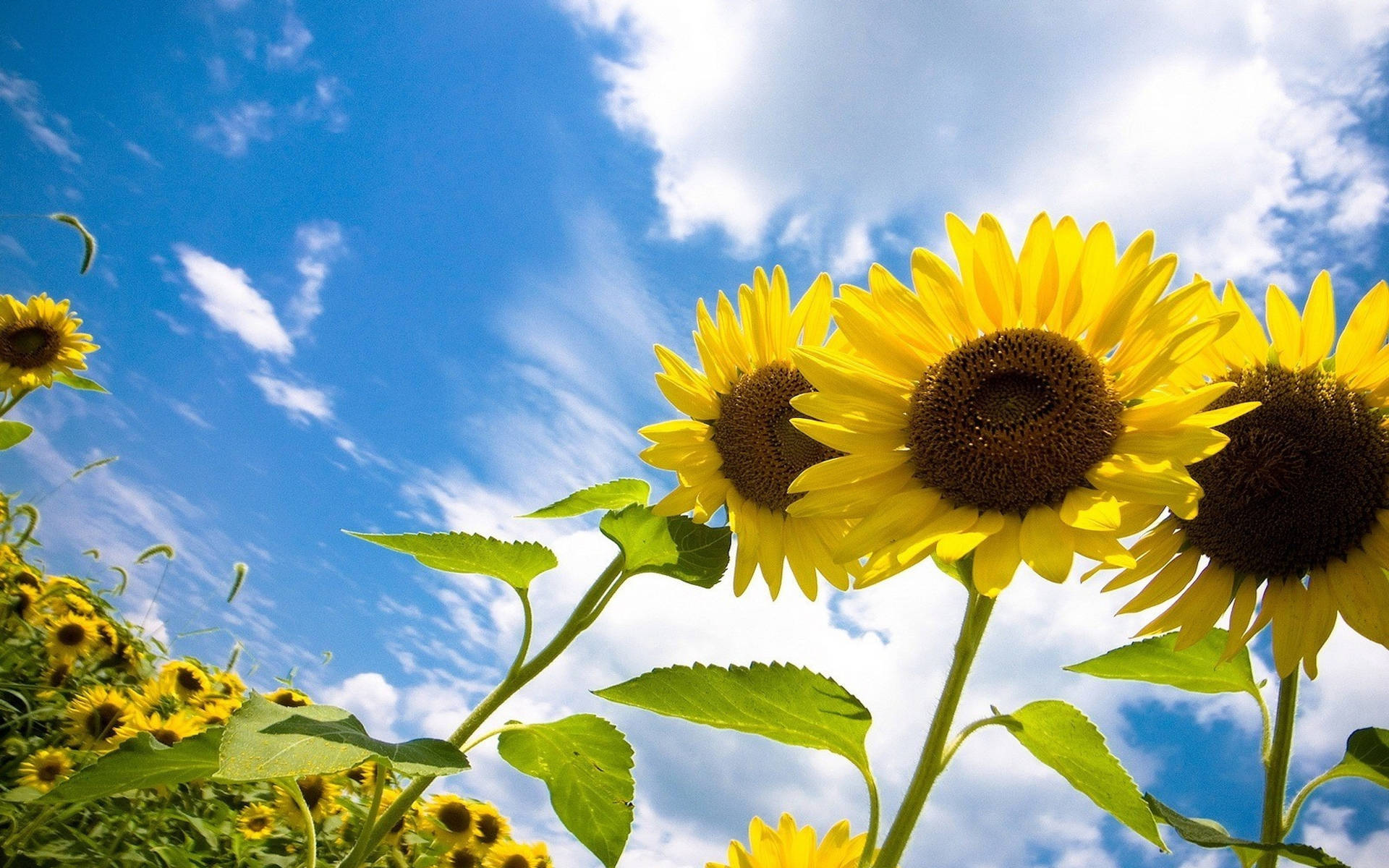 Sunflower Field Three Flowers Background