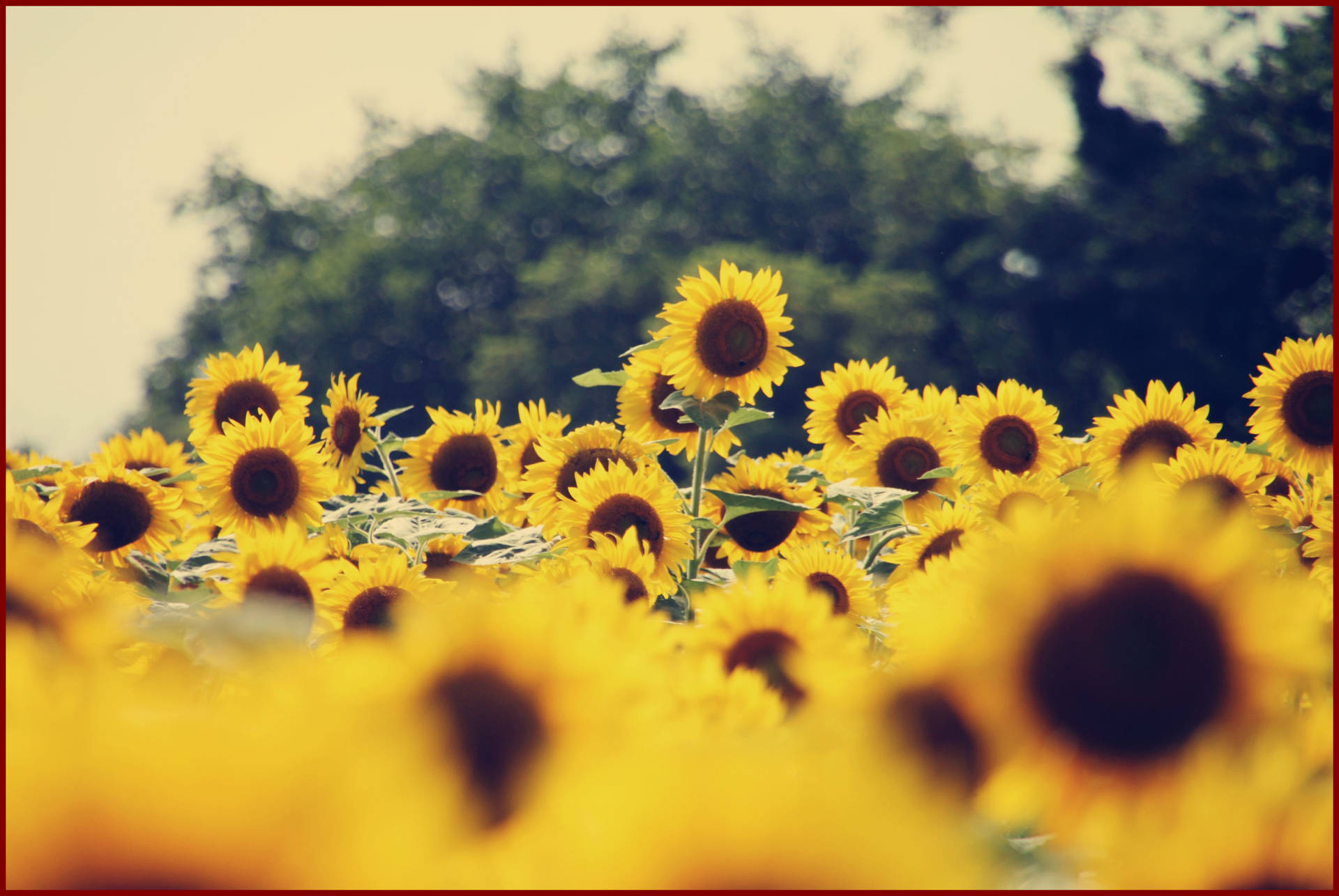 Sunflower Field Tumblr Background