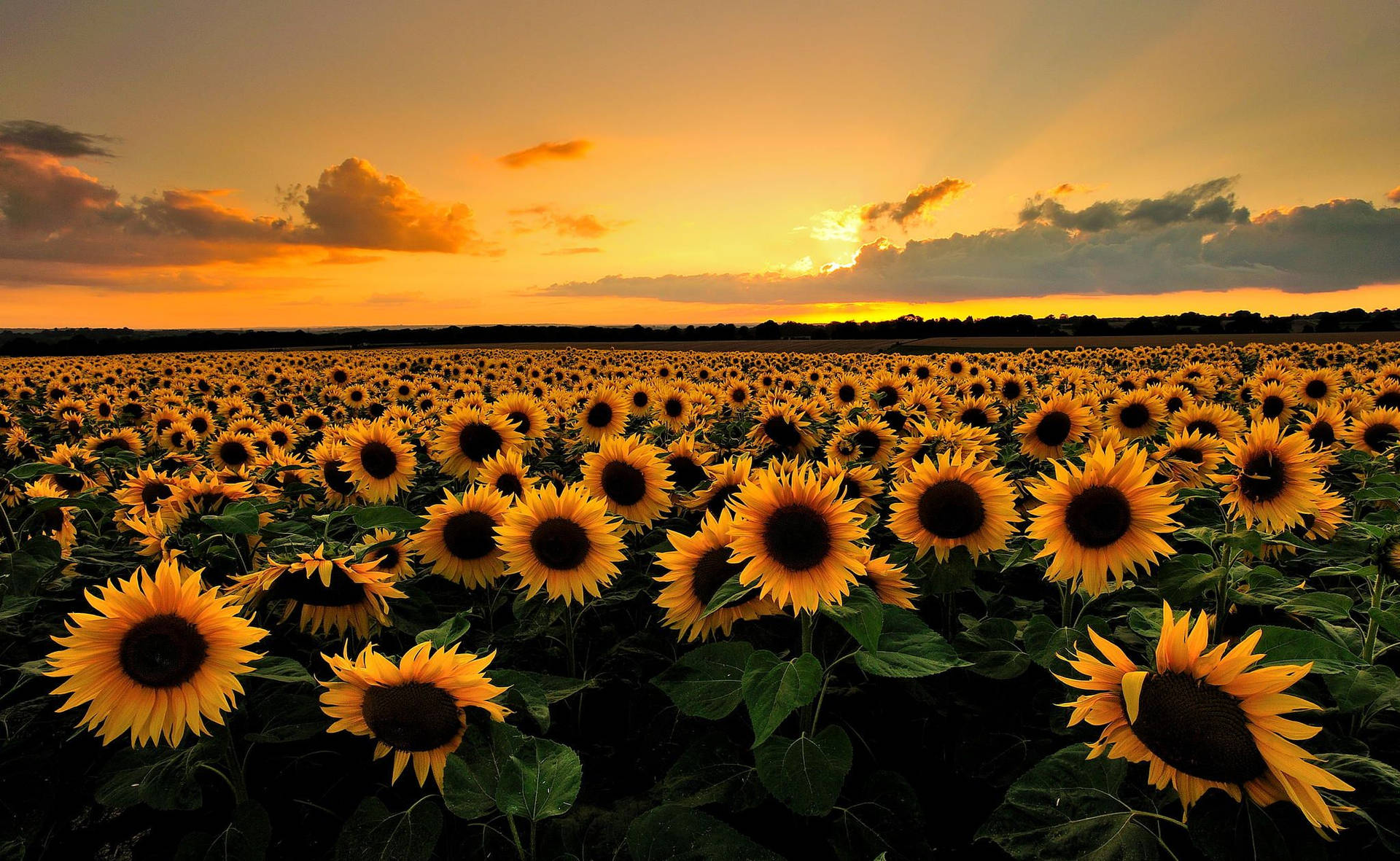 Sunflower Field Tumblr Aesthetic Background