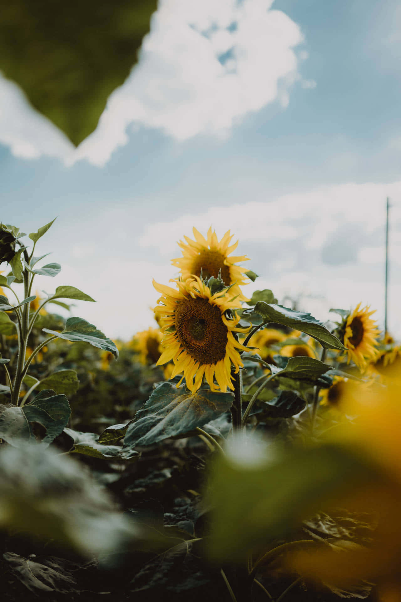 Sunflower_ Field_ Under_ Cloudy_ Sky Background