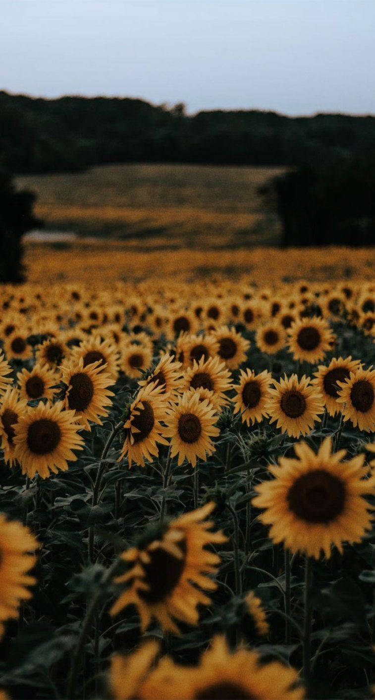 Sunflower Field Vintage Blur Background