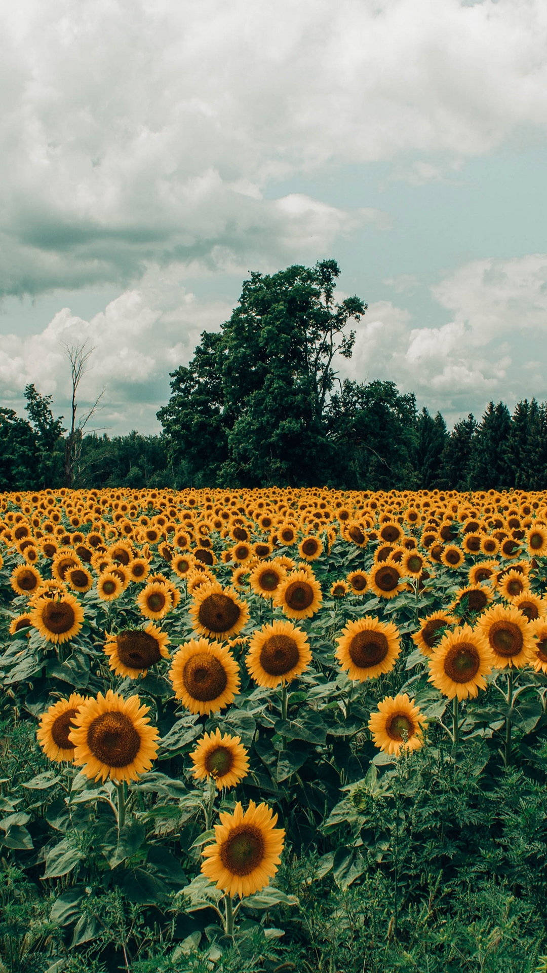 Sunflower Field Vintage Effect Background