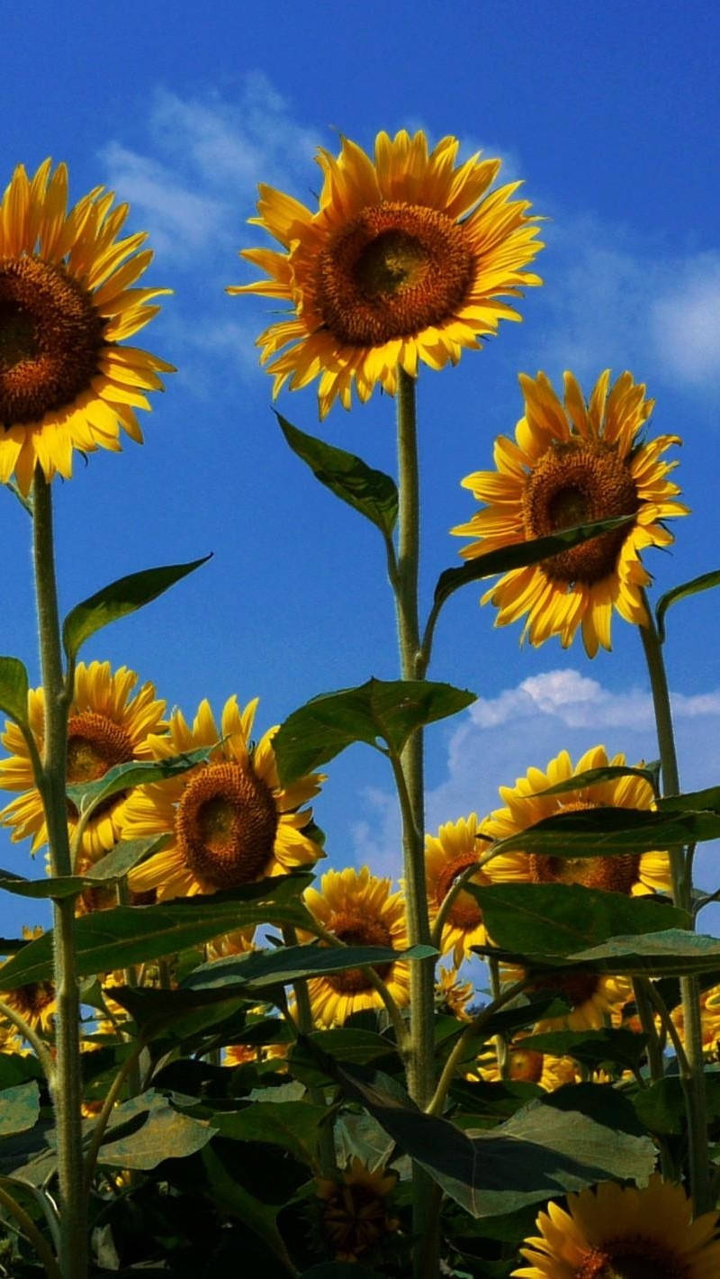 Sunflower Field Vivid Colors Background