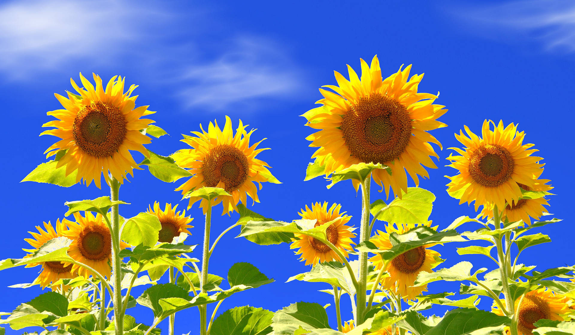 Sunflower Field Wide Spaces Background