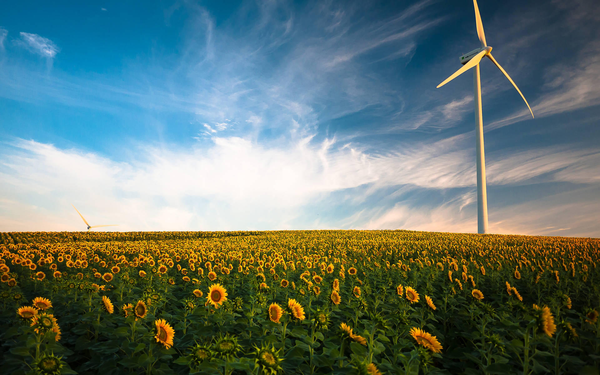 Sunflower Field Windmill Background