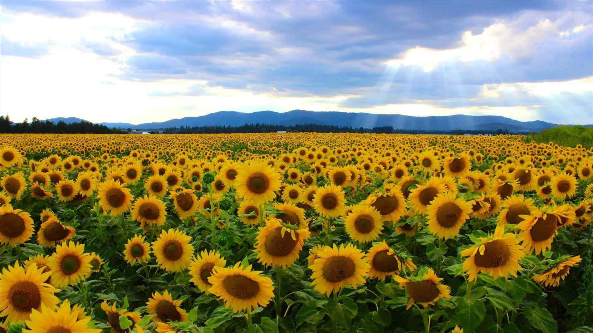 Sunflower Field Yellow Aesthetic Desktop