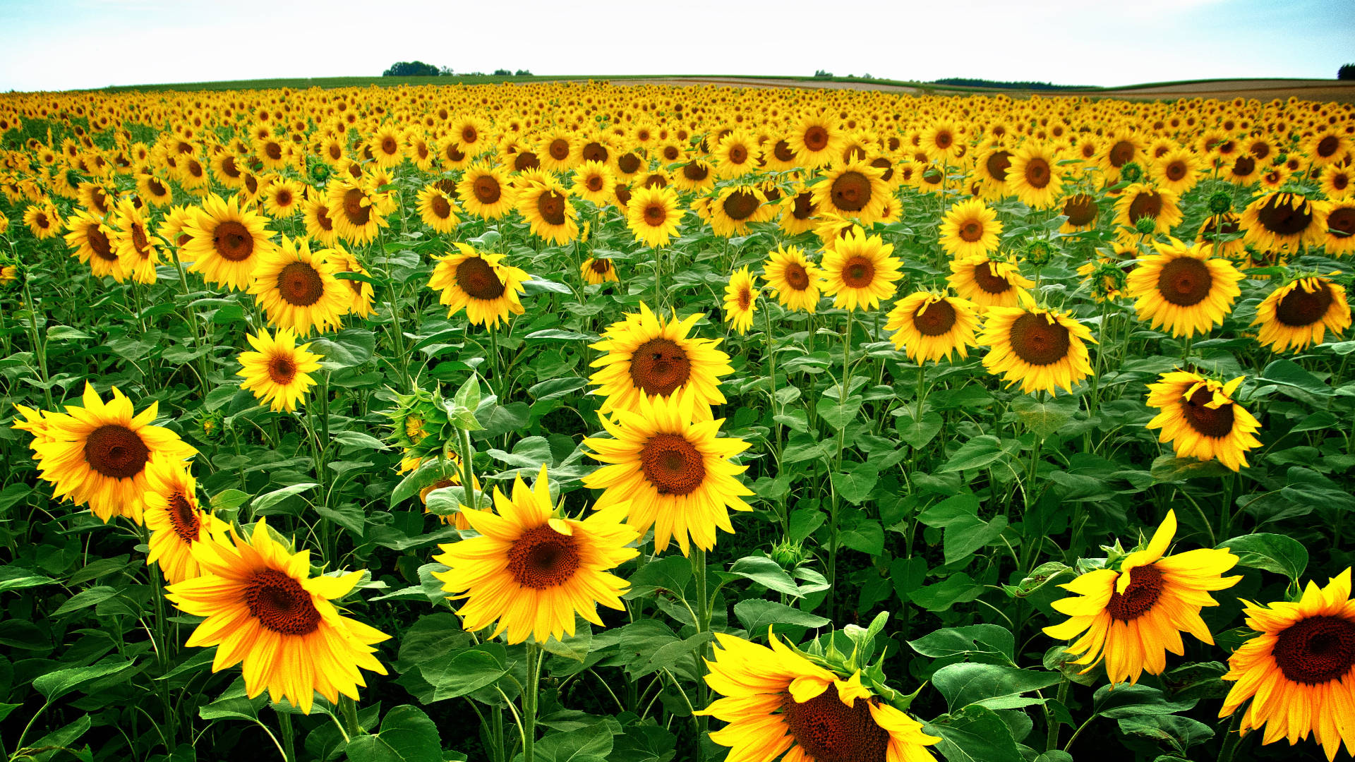 Sunflower Fields Laptop Background