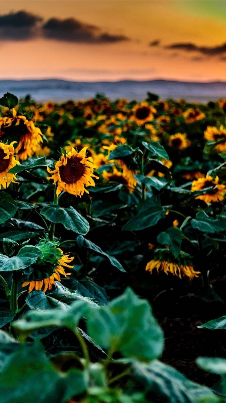 Sunflower Fields Shriveled Petals Background