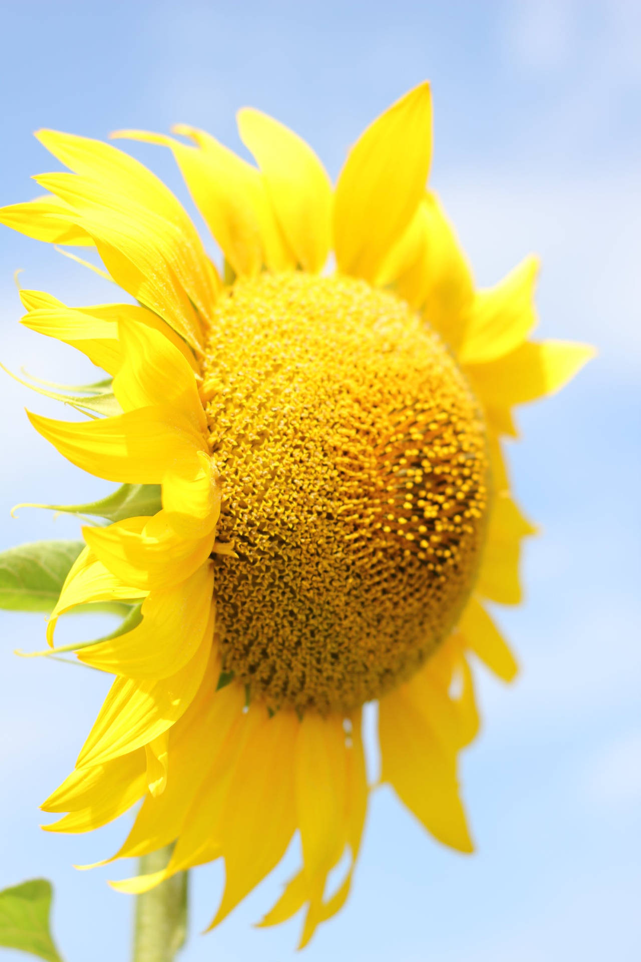 Sunflower Flower Android Background