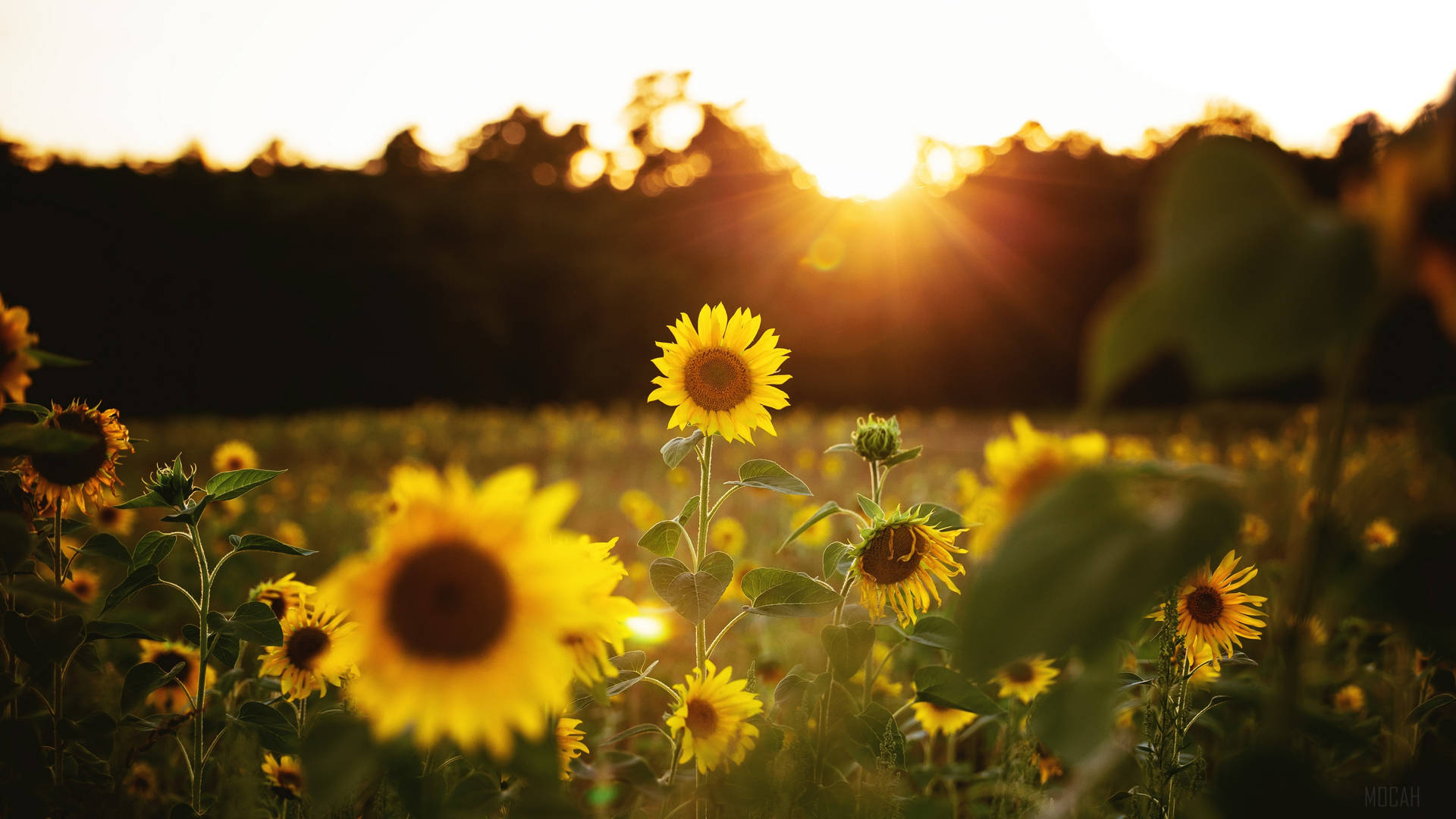 Sunflower Full Screen 4k Flowers Sunset Background