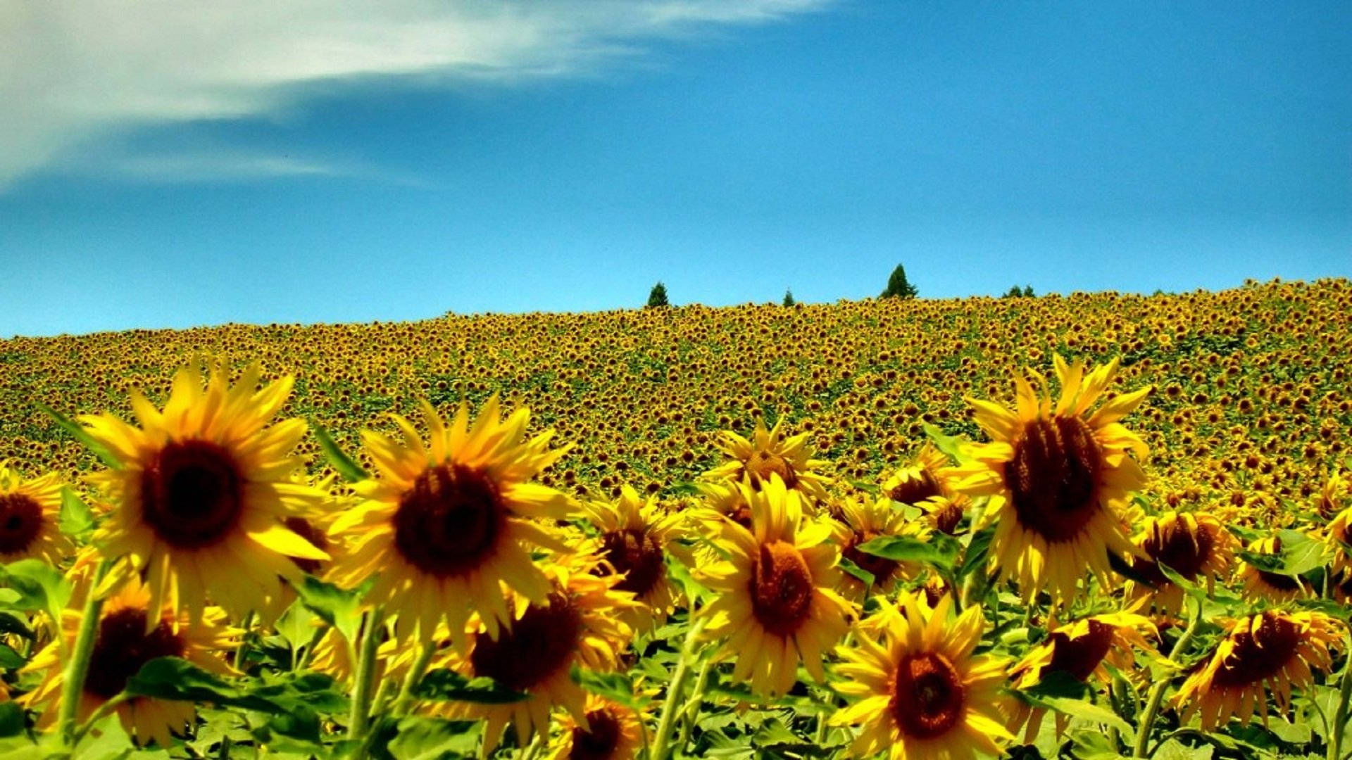 Sunflower Garden Summer Season Background
