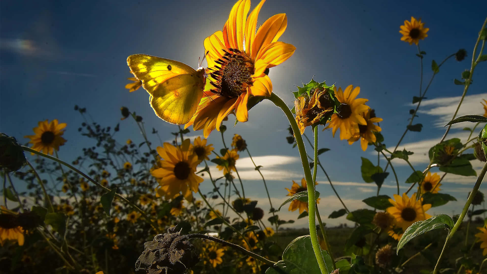 Sunflower_ Glow_with_ Butterfly Background