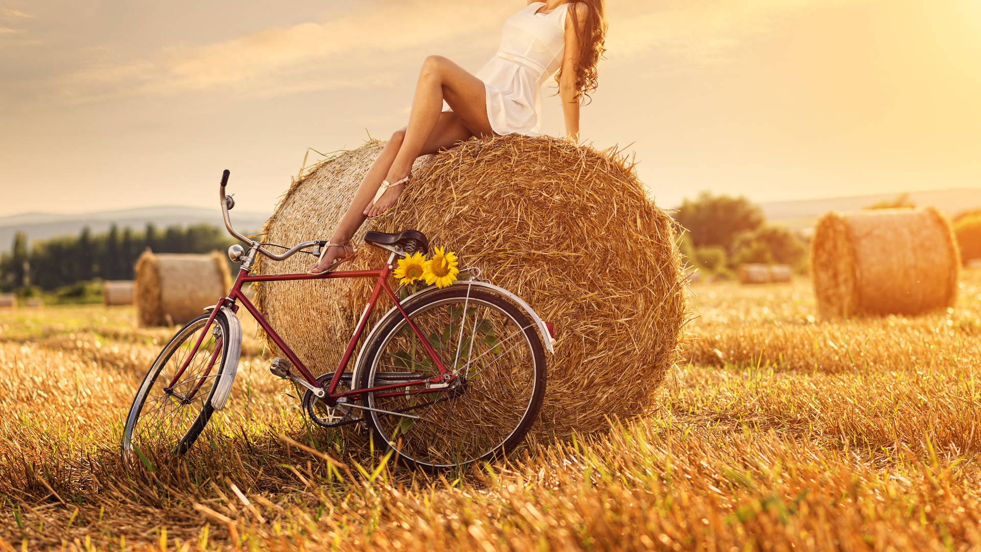 Sunflower Hay Laptop Background