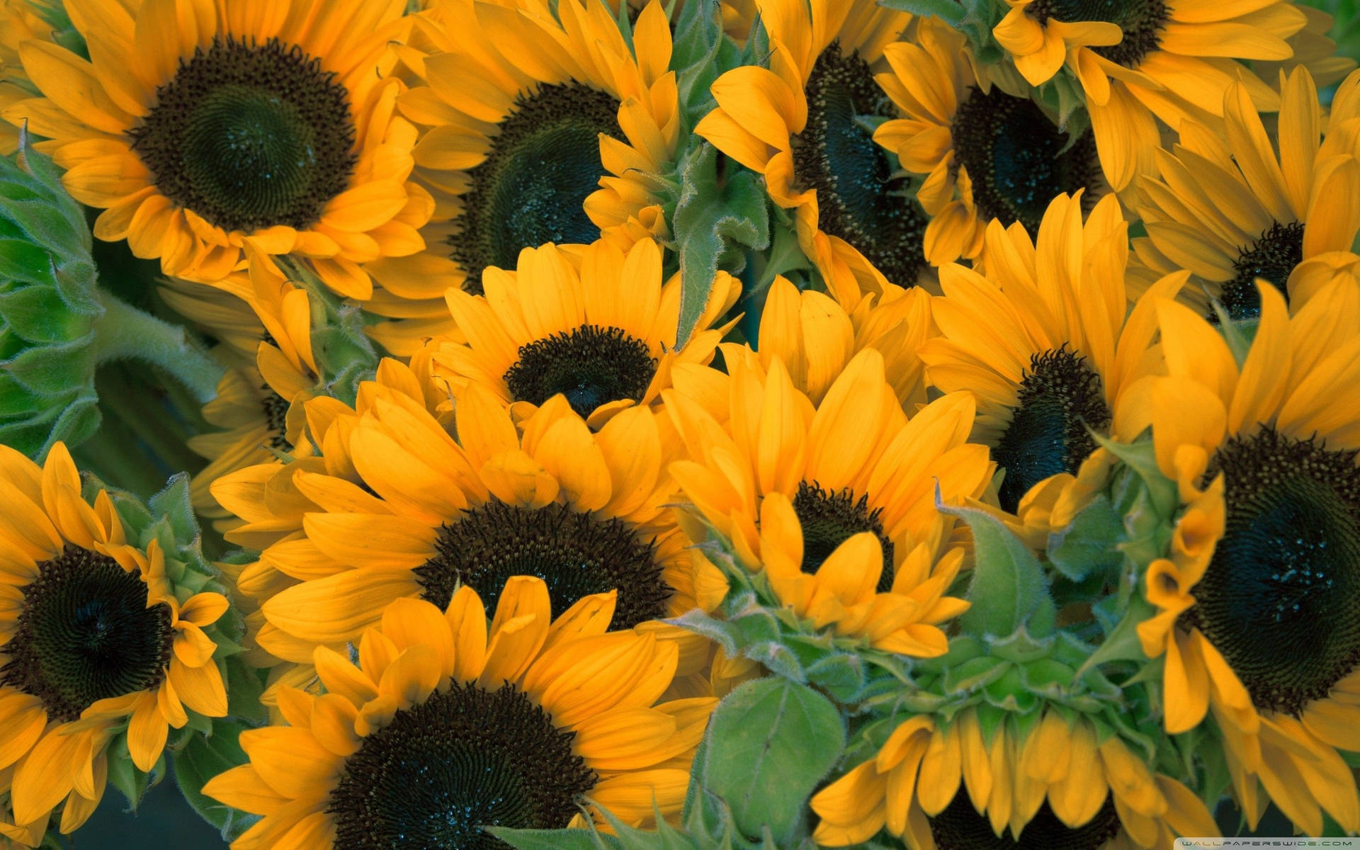Sunflower Heads Flower Desktop Background